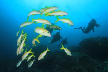 Crédence de cuisine en verre imprimé Plonger Scuba dive coral reef and fish