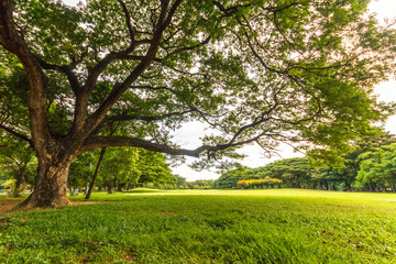 Fototapeta na wymiar Big tree in Beautiful park scene in park with green grass field