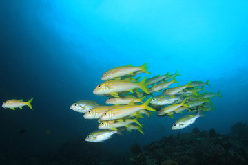 Fototapeta na wymiar Fish coral reef ocean underwater