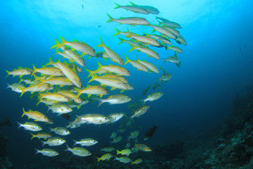 Fototapeta na wymiar Fish coral reef ocean underwater