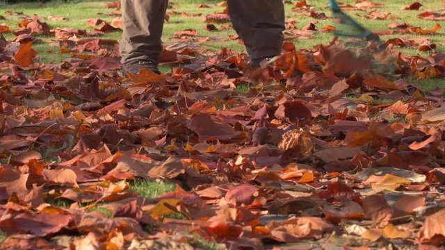 Man raking up autumn leaves in garden - no color grading