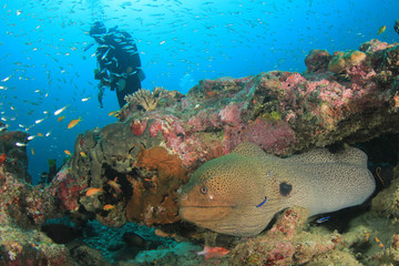 Scuba diver and moray eel