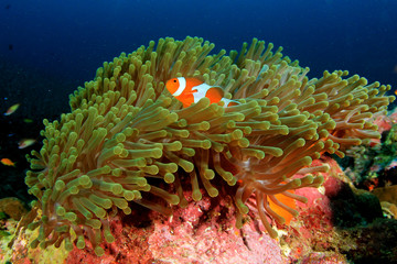 Naklejka na ściany i meble Coral reef underwater in ocean with fish