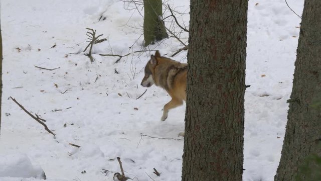 Eurasian wolf (Canis lupus) in winter forest