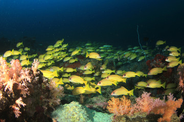 Fototapeta na wymiar Coral reef underwater in ocean with fish