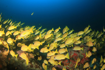 Fototapeta na wymiar Coral reef underwater in ocean with fish