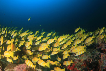 Coral reef underwater in ocean with fish