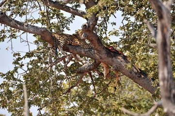 Botswana Chobe 2016 Leopard