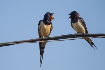 Swallows sitting on wires and rest against the blue sky. Swallow bird in natural habitat.