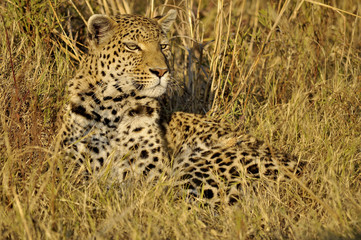 Fototapeta na wymiar Botswana Moremi 2016 Leopard 