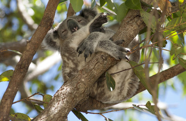 Fototapeta premium Koala asleep in Australian gum tree.