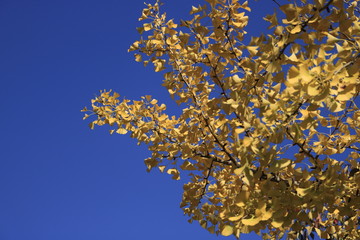 gingko biloba leaves
