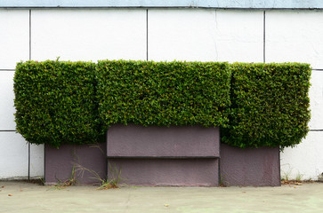Trimmed hedge outside a white wall