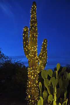 Mit Lichterkette umwickelter Saguaro-Kaktus zur blauen Stunde