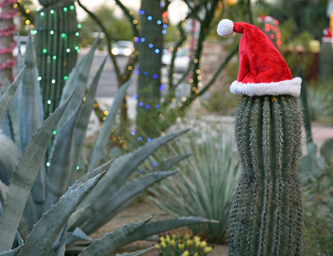 Saguaro-Kaktus mit einer Weihnachtsmannmütze in einem Wüsten-Garten