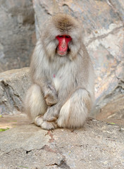 Japanese macaque, known as snow monkeys live in colder climates in Japan and often visit warm water spa or onsen in the mountains near Nagano