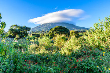 Cloud covered Agua volcano & meadow of flowers in early morning light,  Guatemala, Central America