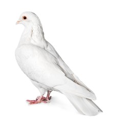 White Dove