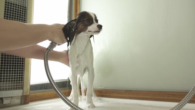 Bathing dog Continental Toy Spaniel Papillon stock footage video