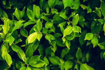 Fototapeta na wymiar Green fresh green leaves background on the vintage tone.