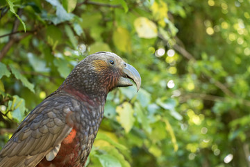 New Zealand Kaka Eyes Reflecting Light 