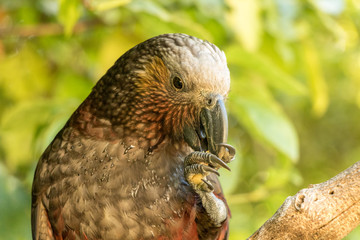 Endangered Brown Parrot Eating Seeds, New Zealand Kaka