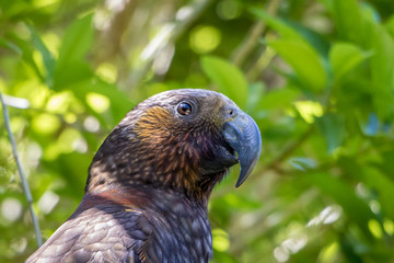 New Zealand Brown Parrot Face And Eye In Sun 