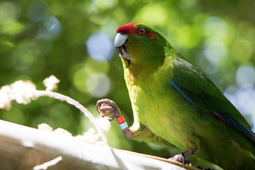 Kakariki, New Zealand Green Parakeet Being Feed Millet 