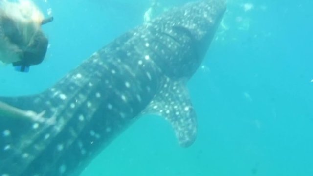 beautiful woman swimming with Huge adult Whale Shark, swimming through clear beautiful ocean water