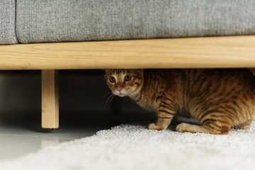 A cat hiding under a couch - obrazy, fototapety, plakaty