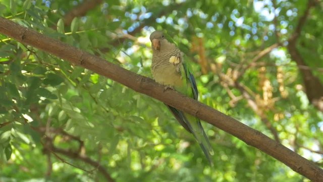 Monk parakeet (Myiopsitta monachus)
