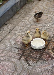 Baby chicks around a water bowl on the sidewalk