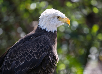 american bald eagle close up portrait