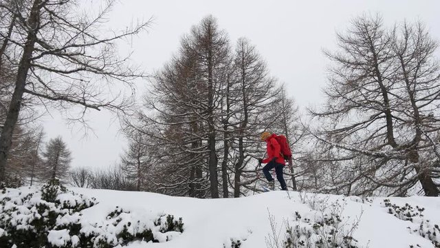 Trekking invernale nella foresta con la neve fresca