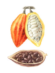 Watercolor illustration of cocoa beans