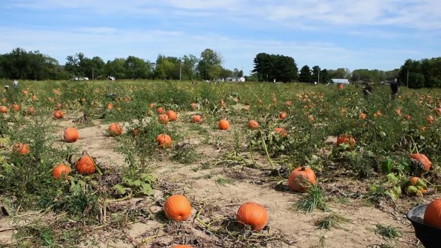 A child sits in a large pumpkin patch 