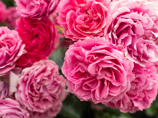 Pink Rose Flowers in bloom