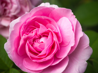 A Delicate pink rose up close and personal