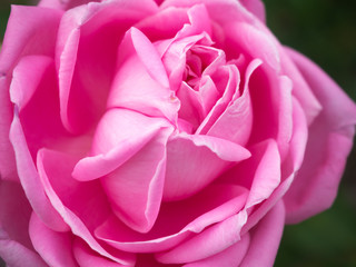 Fototapeta na wymiar Pink rose up close at the garden