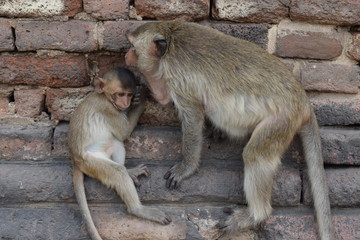 les singes de Lopburi