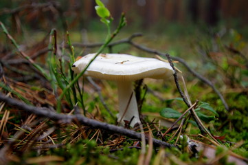 Biały grzyb z blaszką znaleziony w lesie