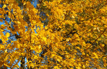 Abstract forest autumn background