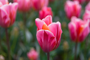 Scagit Valley Tulip Festival in Washington.