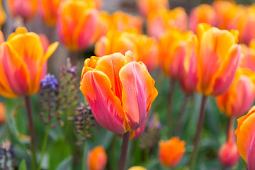 Fototapeta premium Scagit Valley Tulip Festival in Washington.