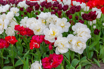 Scagit Valley Tulip Festival in Washington.