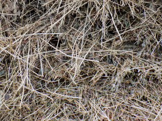 Abstract hay background