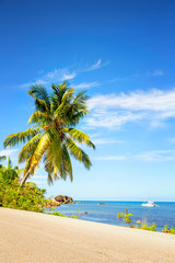 Road by the sea, with large palm tree and blue sky in Paslin island, Seychellesm vertical composition