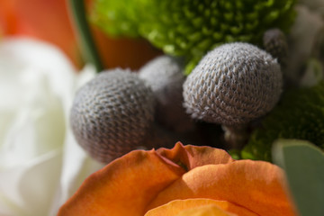 Gray flowers in macro view in flower phuket.