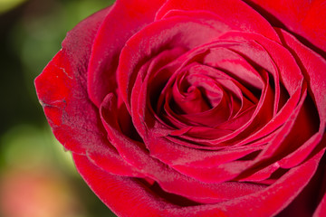 Red rose in macro view.
