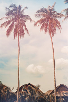 coconut palm trees at tropical resort bungalow roof